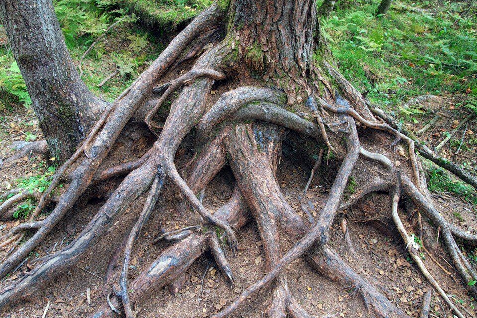 小学生作文森林里只剩下树根