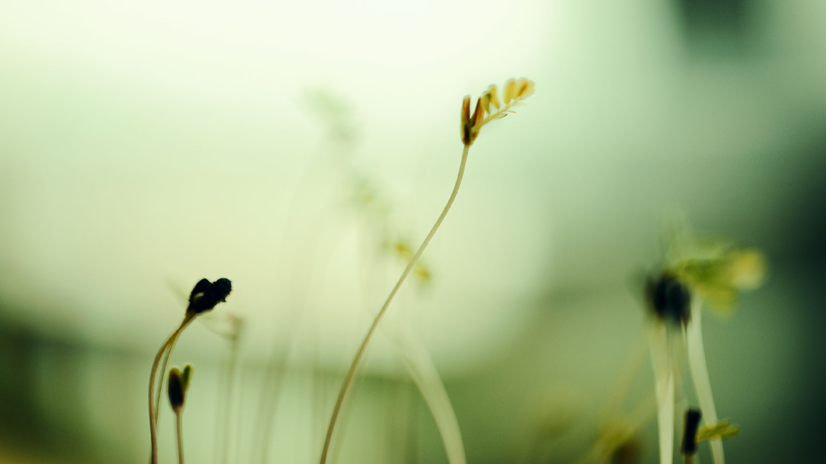 DSC_2826 拷贝 - 流浪鱼4 - 图虫摄影网