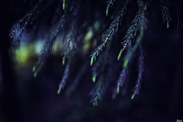 随拍