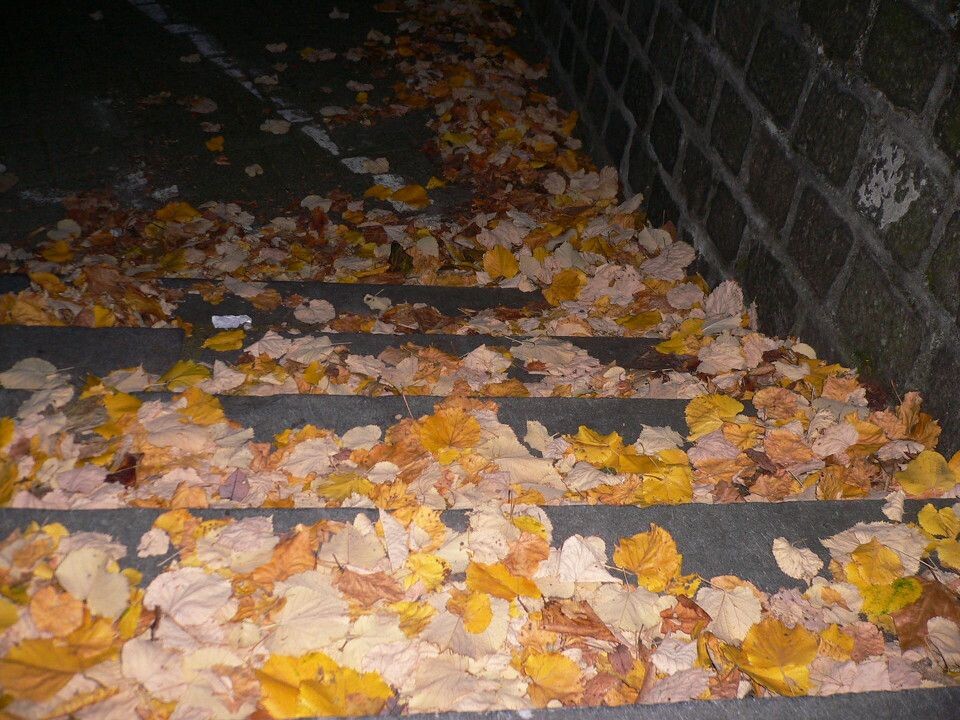 深秋落叶也是在一个夜晚,望着台阶上金黄的落叶,感动於她们的美丽和
