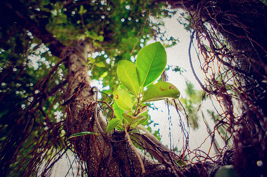 LIGHTROOM4了 - 黄毛 - 图虫摄影网