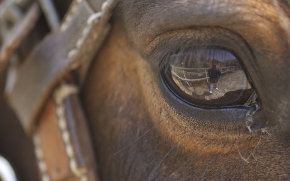 马眼 马眼型戒指 马眼石 三山岛马眼枣 马眼钻石 翡翠马眼吊坠