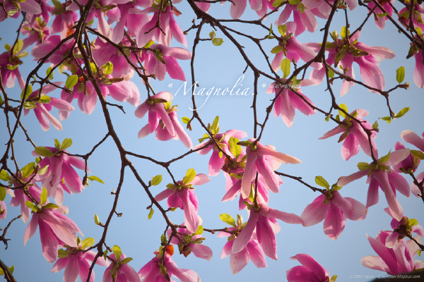 太子湾的花