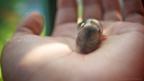 little buddy