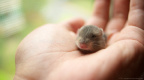 little buddy
