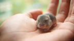 little buddy