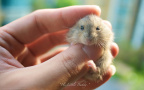 little buddy
