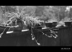 雨