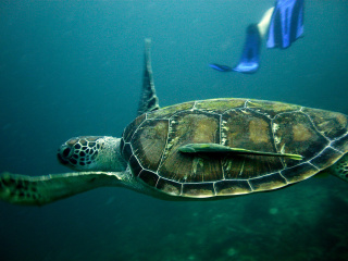 green turtle
