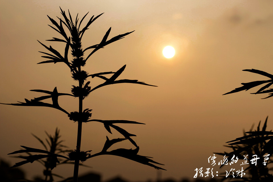 益母草 - <em>摸摸你的头</em> - 图虫摄影网