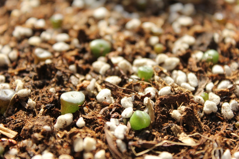 9月中旬播下的生石花种子成长顺利 - stina