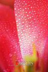 花。斑驳2