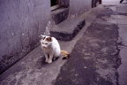 守门大爷的猫