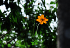花2