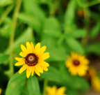 yellowFlower