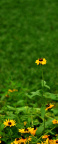 yellowFlower1