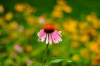 yellowFlower2
