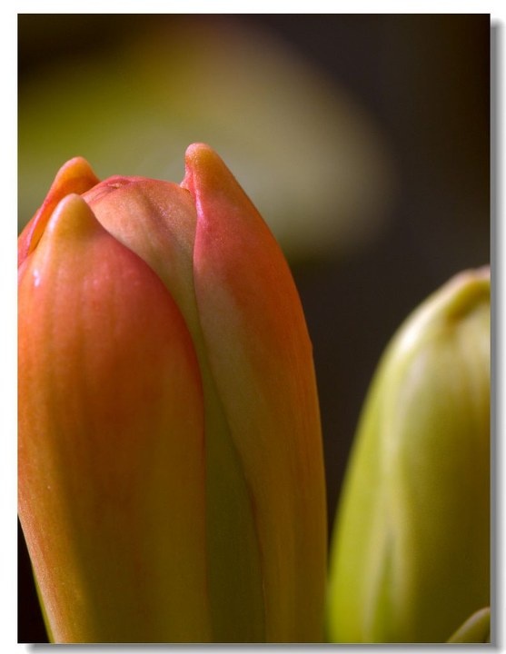 _DSC5848zz - 君子兰 - 老刘TZ - 图虫摄影网