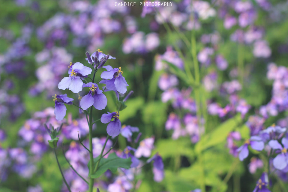 零零后的味道初中