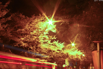 夜樱