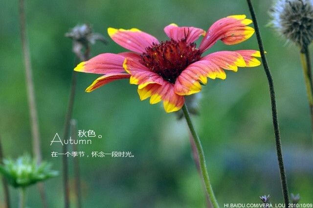 菊科花