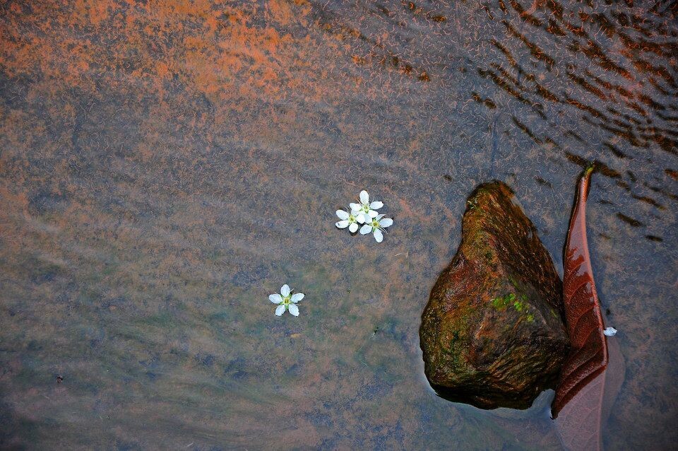 落花流水 - 极简主义 - 落花流水 - oO悠哉游哉O