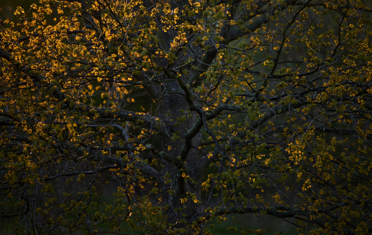 <em>姿妹</em> - 人像, 色彩, 佳能 - 优酱 - 图虫摄影网