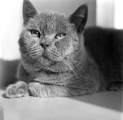 pipi3