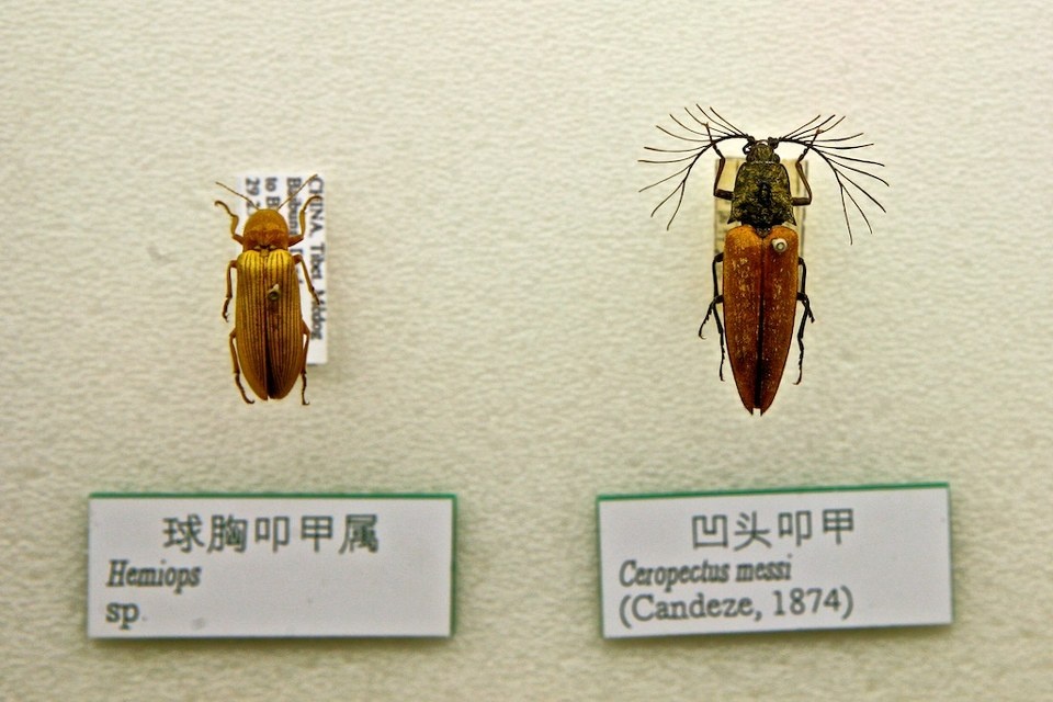 昆虫标本拍自国家动物博物馆