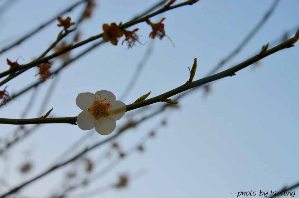 梅花 蔷薇科植物.jpg