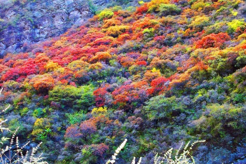 秋色 - 北方的秋天