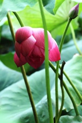 藕花深处