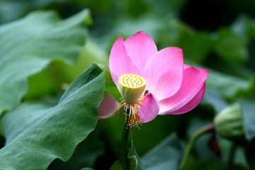 残荷