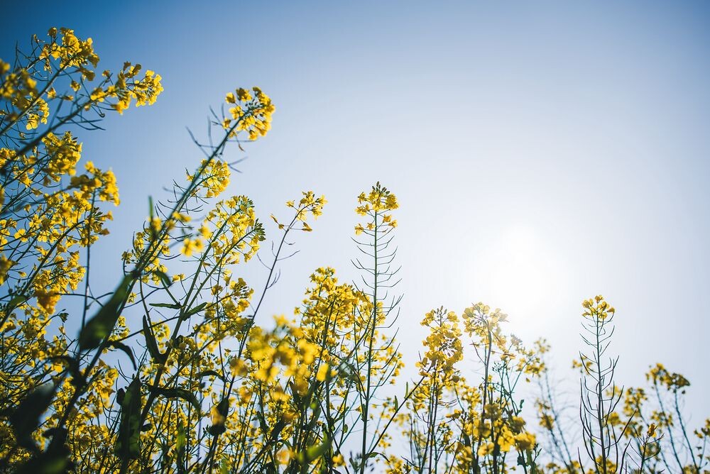 花季