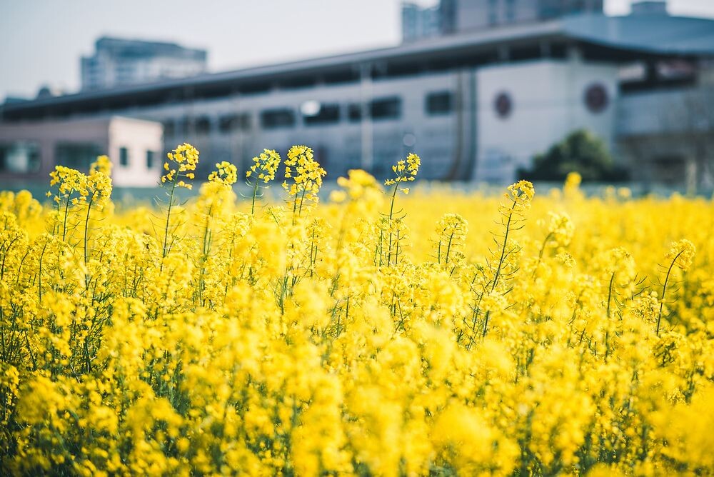 花季