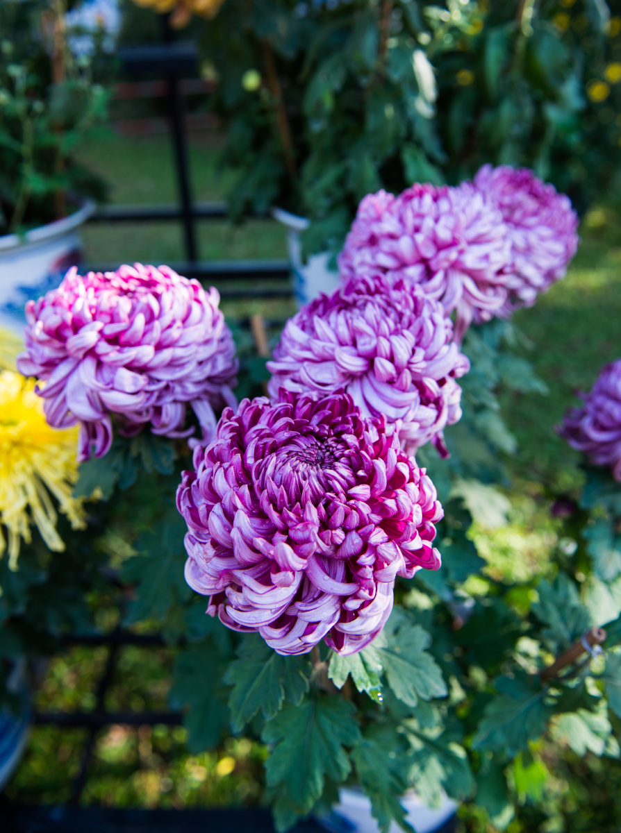 2013洪湖公园菊花展 - 风光, 尼康, 深圳, 花卉 -