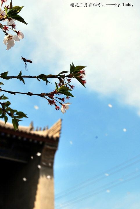 西安香积寺 2012年4月4日,西安市香积寺内樱花盛开,微风吹来,花瓣