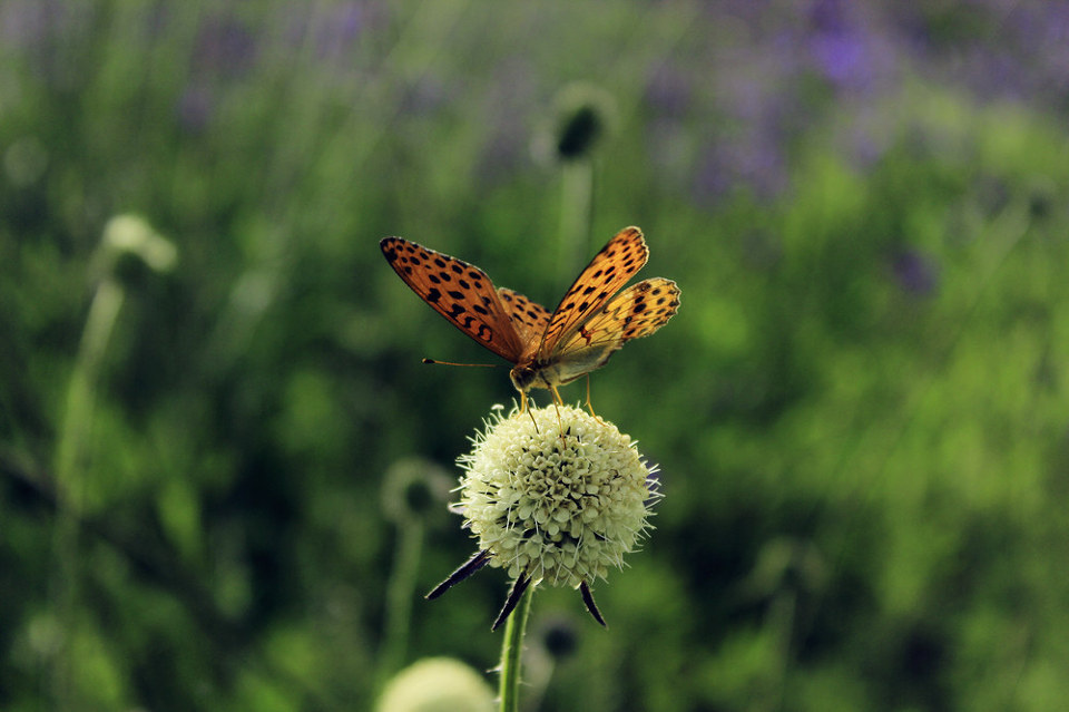 迷蝶无踪晓梦沉。 - 昀鹿