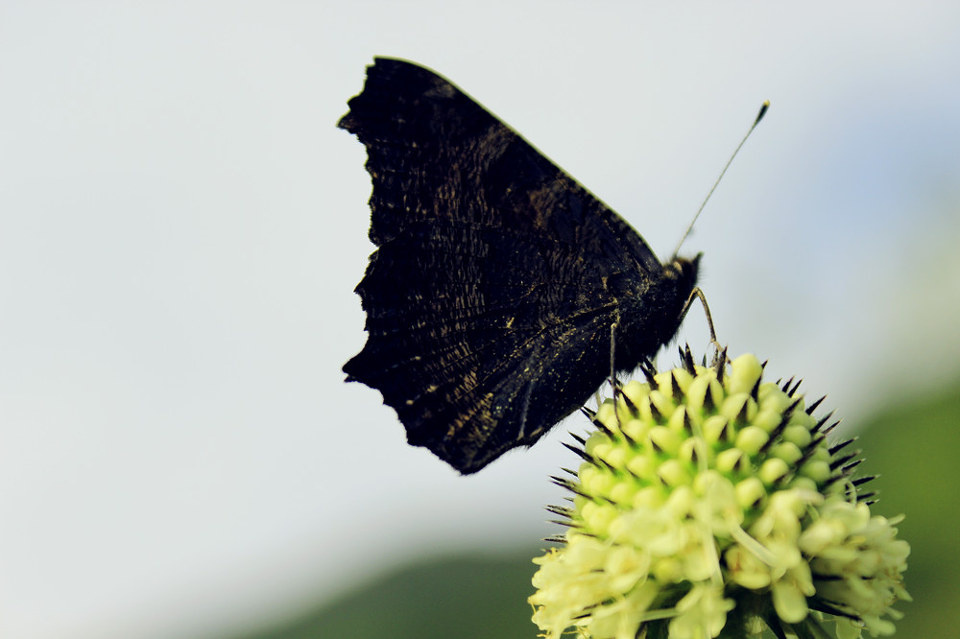 迷蝶无踪晓梦沉。 - 昀鹿 - 图虫摄影网