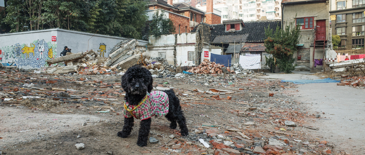600.103.sh.cn - 上海, 城市 - 水茱萸seven