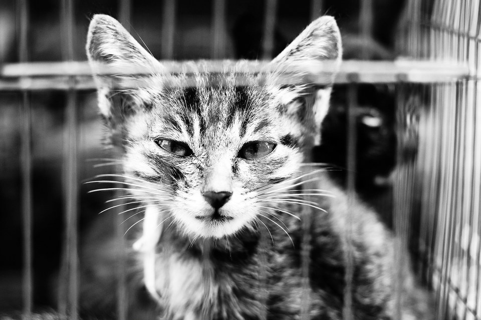 笼中的猫 - nex3, NEX, g45, 猫 - whoisrex