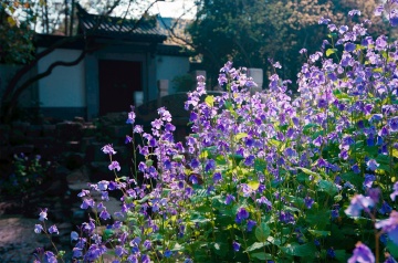 风中玫瑰标为花卉的图博 - 风中玫瑰