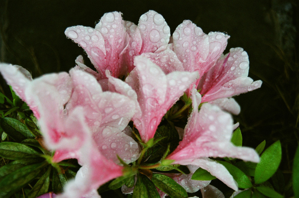 露水的姻缘 - 宏叔来了