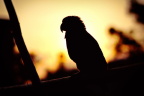 IMG_6015-16-1