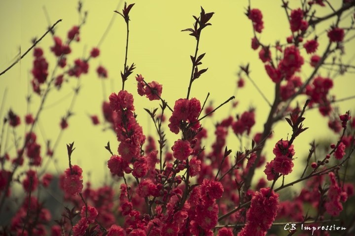 2012年2月到4月的入门照片 - 一夜五次郎 - 图虫