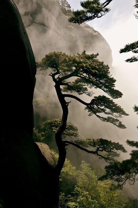 黄山松柏