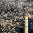 长崎取访神社