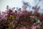 DSC_0004_small