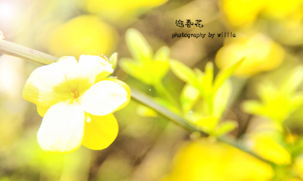 yellow黄了个黄