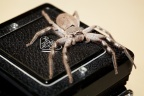 Huntsman & Rollei